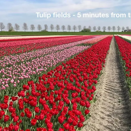 Cozy Traditional Dutch Close To Amsterdam & Tulips
