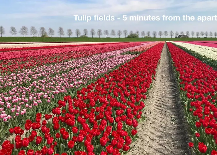 Cozy Traditional Dutch Close To Amsterdam & Tulips